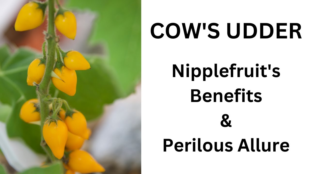 Mickey Mouse Fruit from the Cow's Udder Plant:  The Nipplefruit's Benefits & Perilous Allure