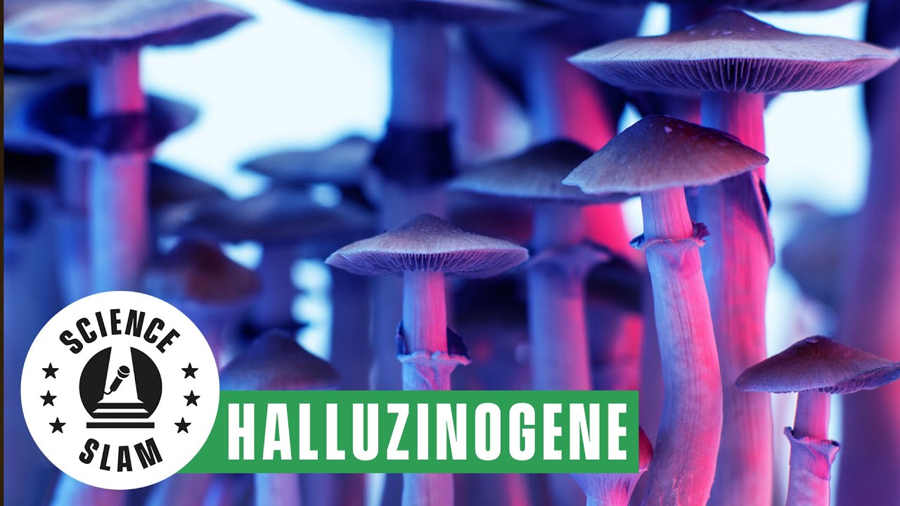 Drogen und der Geist: Das passiert in Menschen, die Psilocybin nehmen (Faissal Sharif– Science Slam)