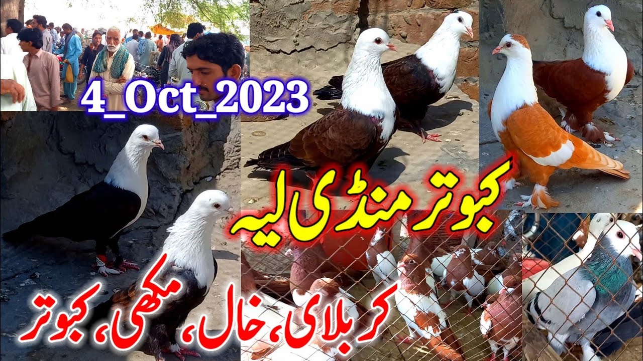Kabutar Mandi Layyah | Karbalai Khal Mukhi Kabootar | Pigeons Market Layyah | Kabotar Mandi | Pigeon