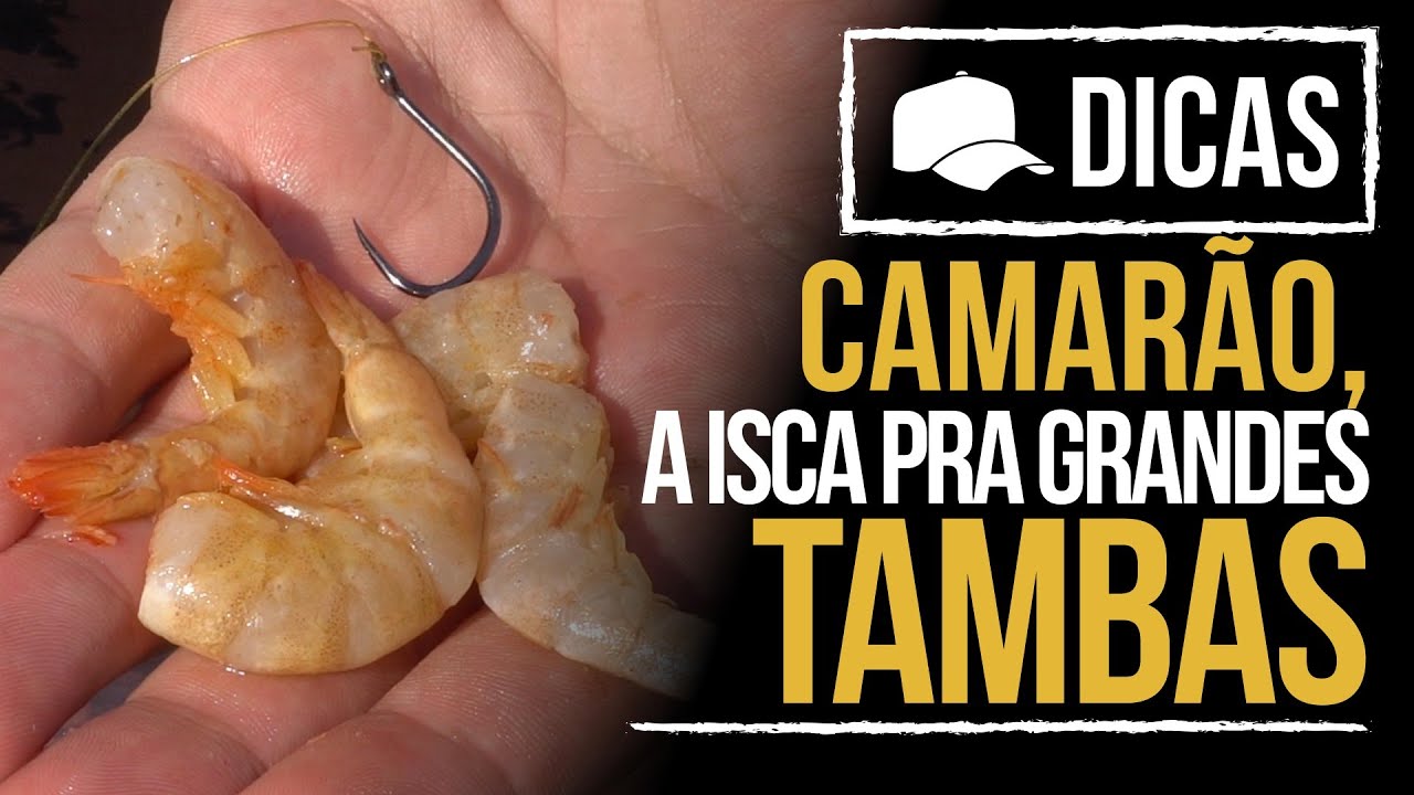 DICAS #116 - CAMAR&Atilde;O, A ISCA PRA GRANDES TAMBAS