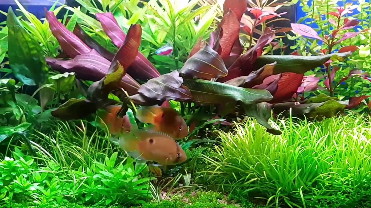 Keyhole Cichlid aquarium vol. 3
