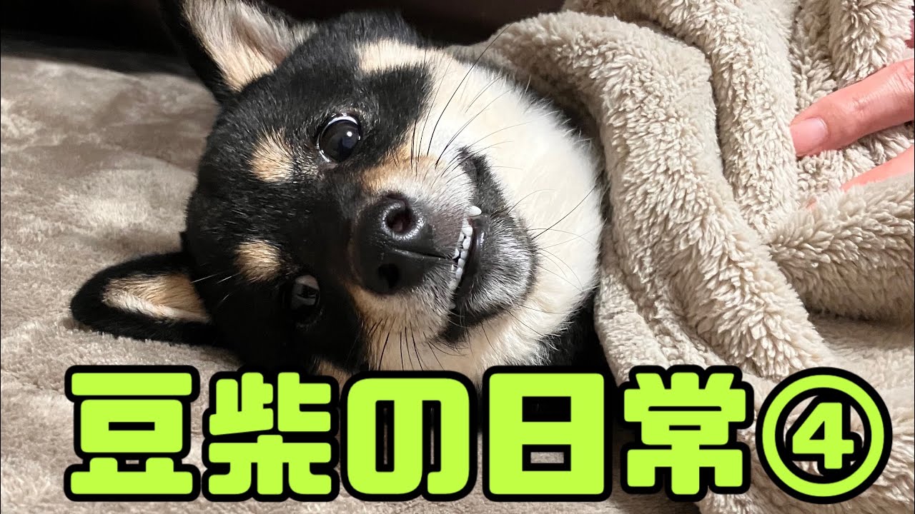 豆柴の日常④