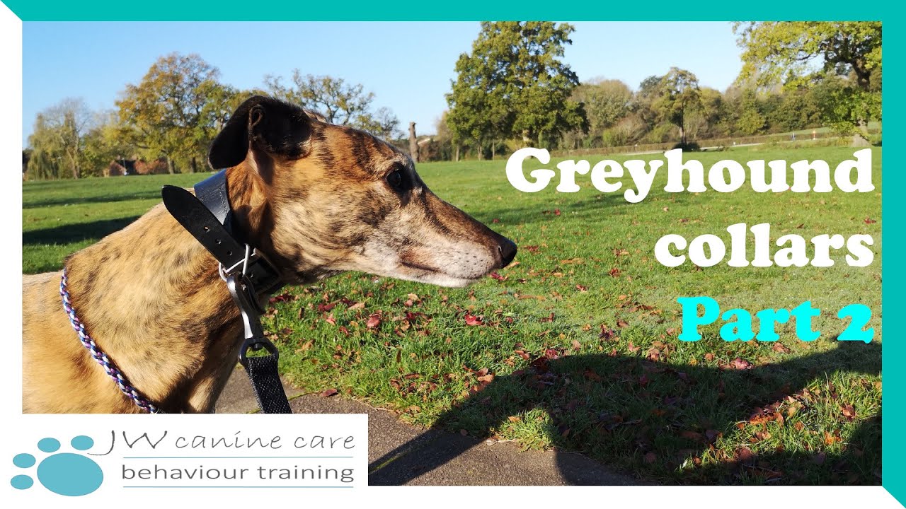 Greyhound collars Part 2