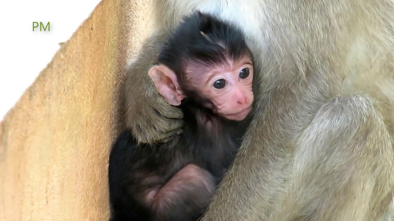 Really Cute Baby Newborn today, Adorable Baby Monkey Newborn