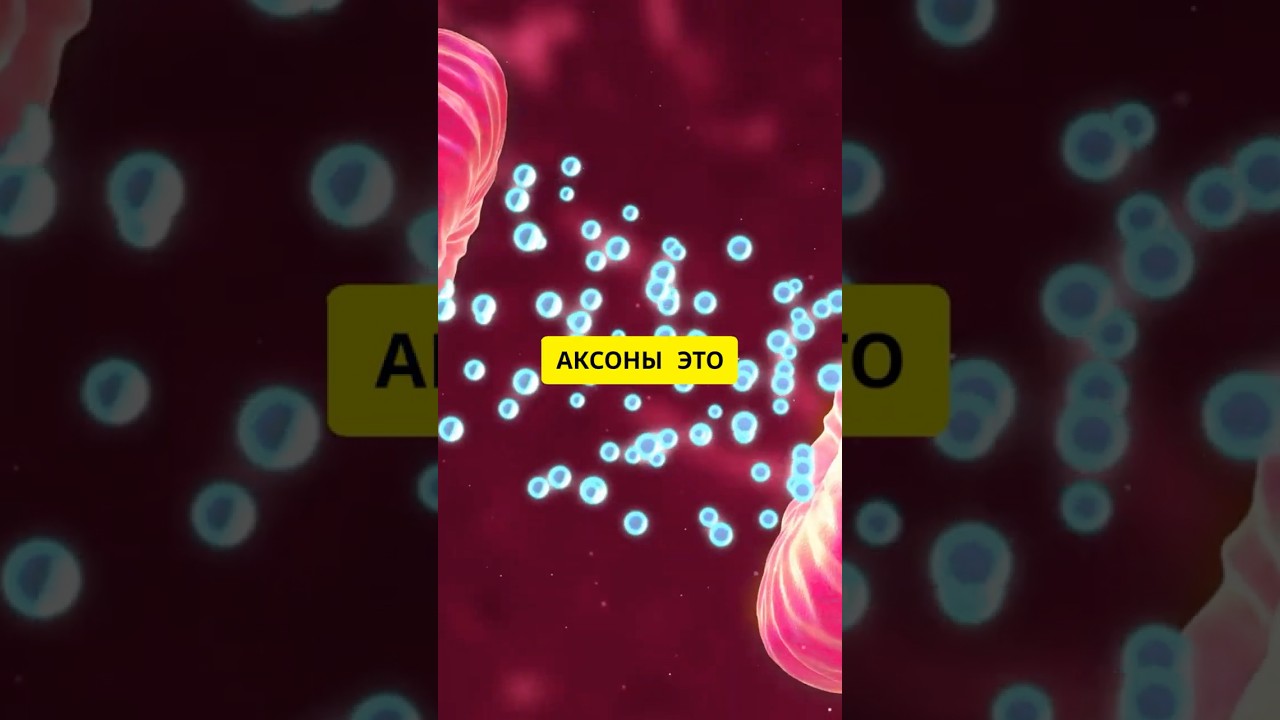 Что такое аксон?