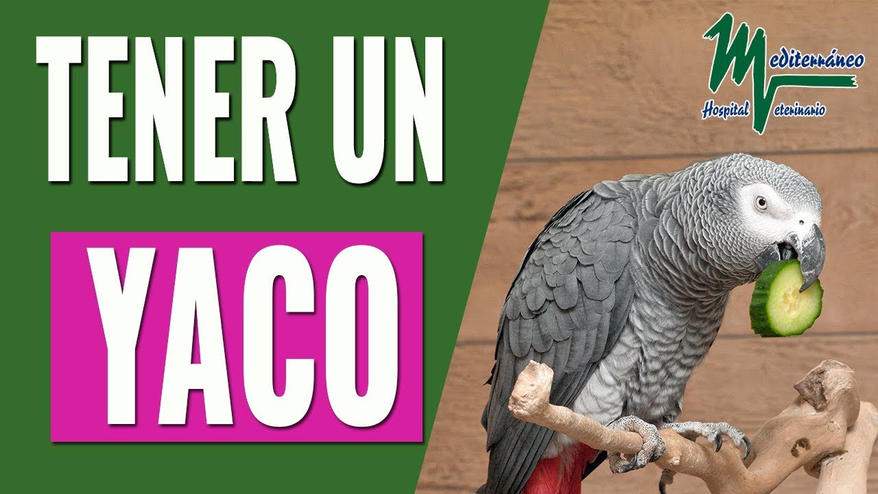 LOS YACOS/LORO GRIS COMO MASCOTA/LO QUE DEBES SABER SOBRE EL YACO
