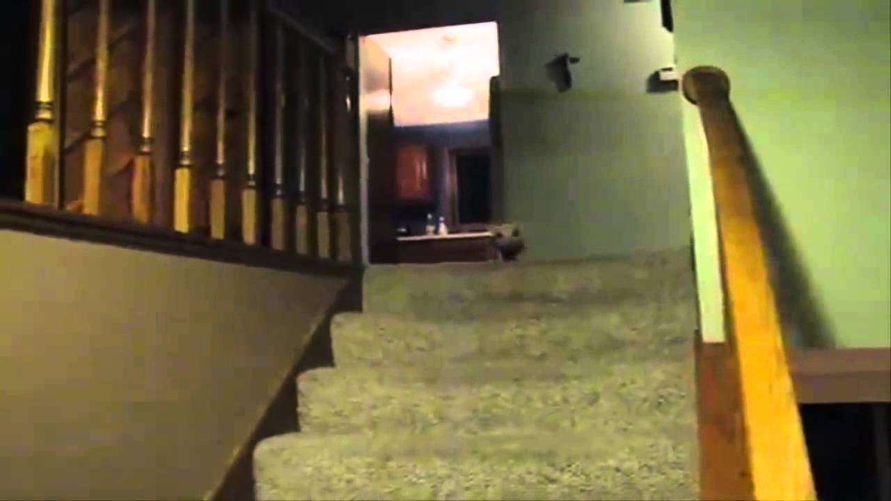 Hamlet the mini pig sure does want that oatmeal