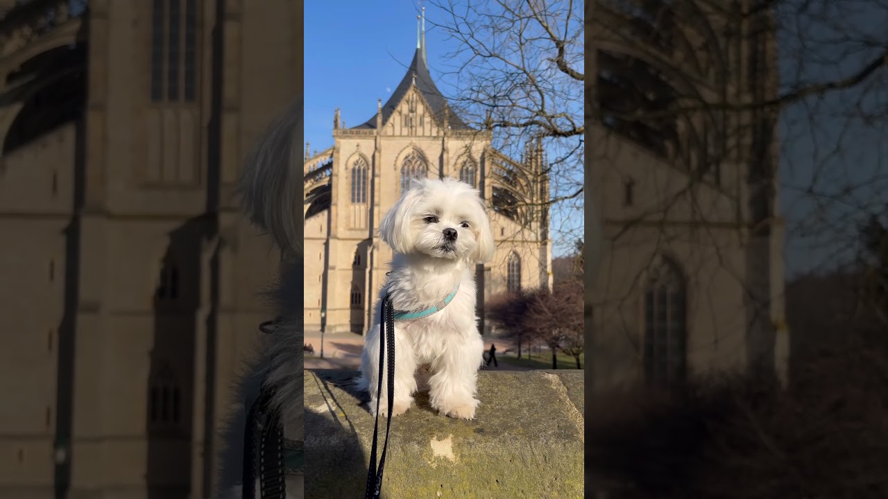 #dog #puppy #cute #maltese #pets #maltipoo #pets #kutnahora #czech