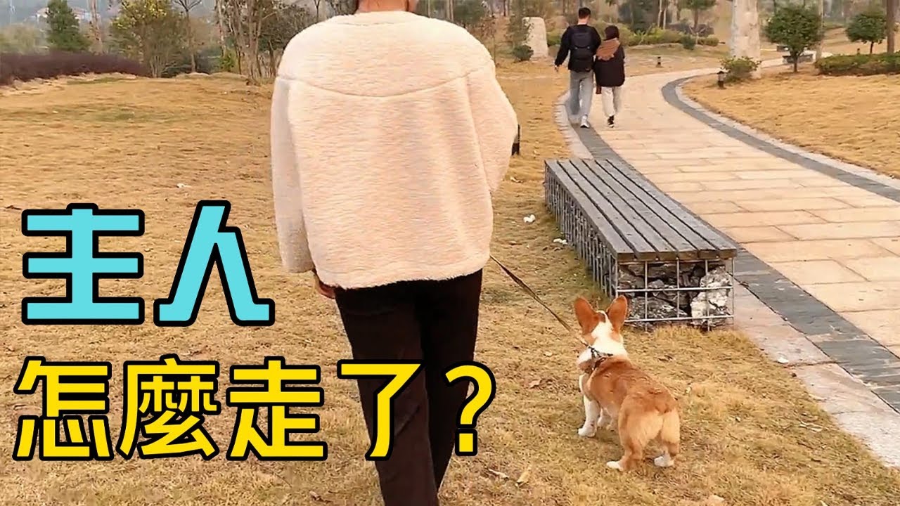 寵主沒時間照顧狗狗，決定把它送人。20天後帶它再見原主人，結果令人意外！