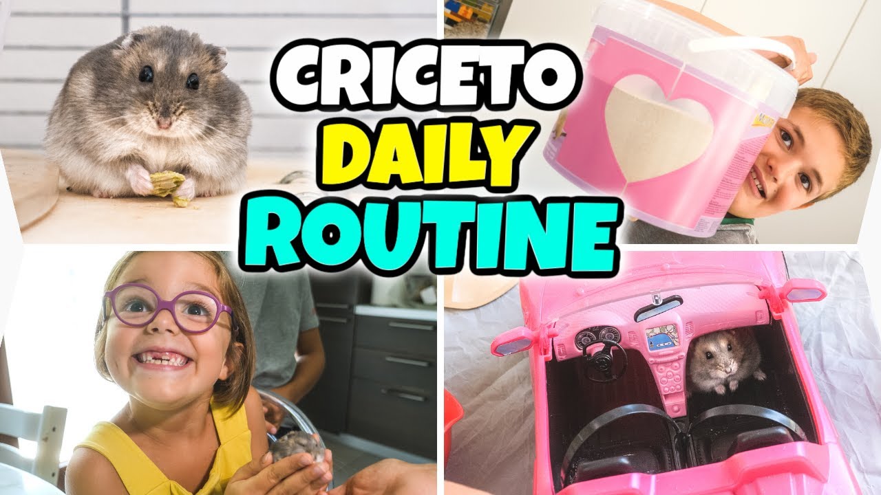 LA DAILY ROUTINE DEL NOSTRO CRICETO POLPETTA: 24 ore pucciose
