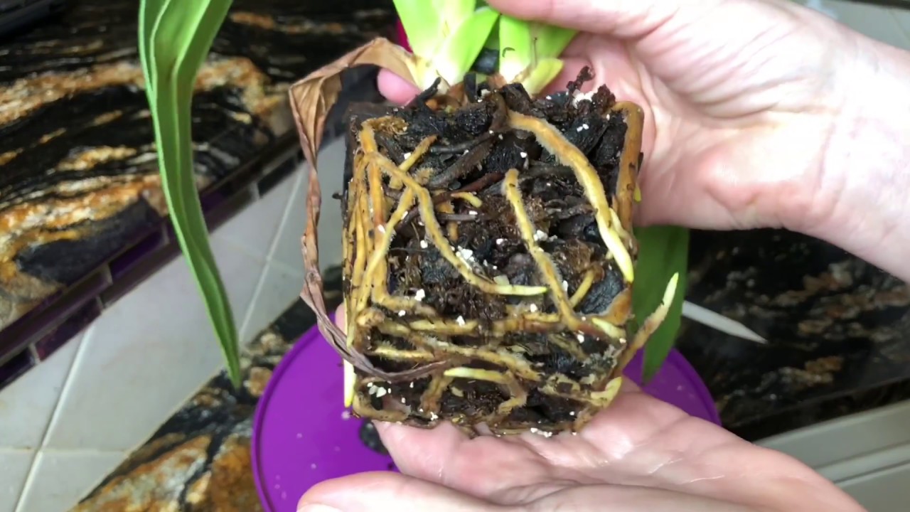 Phragmipedium Slipper Orchid. Re-potting , care for phrags, light,watering . Fertilizing  orchid.