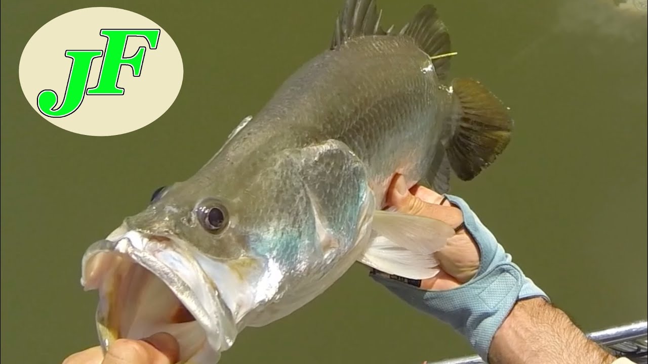 Mackay creek Just the Fish Videos EP.274b