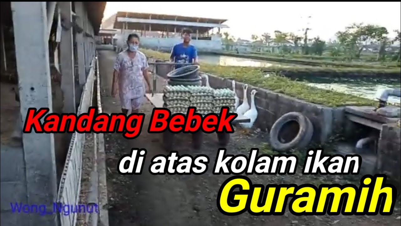 Kandang bebek diatas kolam ikan gurame #Tulungagung