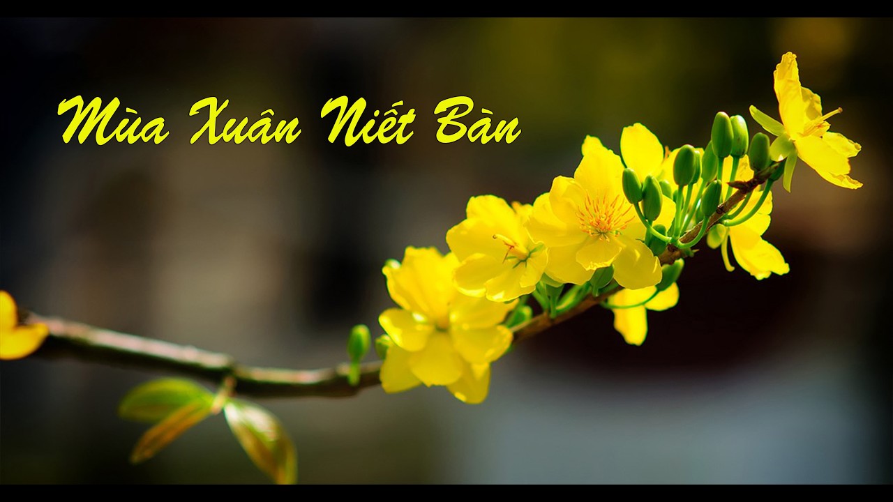 MÙA XUÂN NIẾT BÀN