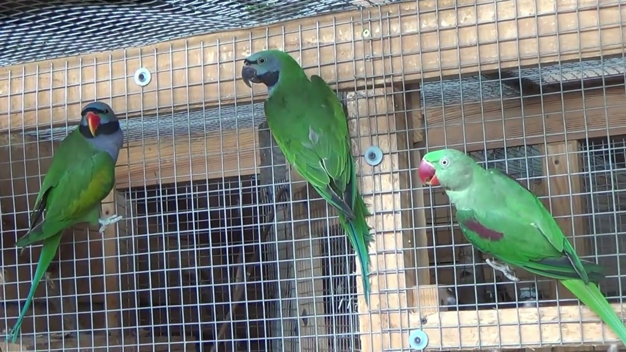 przenosimy chińczyki do woliery na dworze,aleksandretta chińska,we take the parrots outside