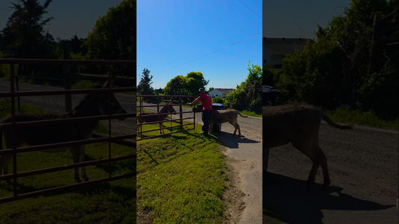Mini Donkey Reunion After Just a Few Hours Apart! #shorts #minidonkey