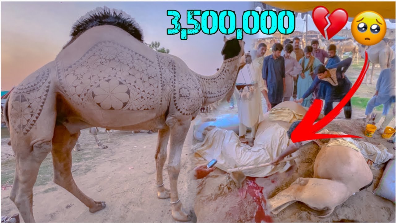 Mandi Ma Camel Ko Zibah Krna para 💔 | Unbelievable Price 🤯 | Gujranwala Camel Mandi 2023