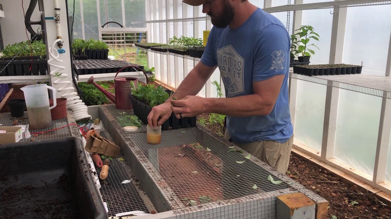 Blueberry propagation from softwood cuttings