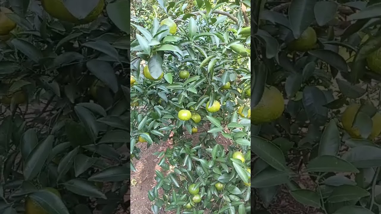 LAST HARVEST KO NA #fruit #ofwtaiwan