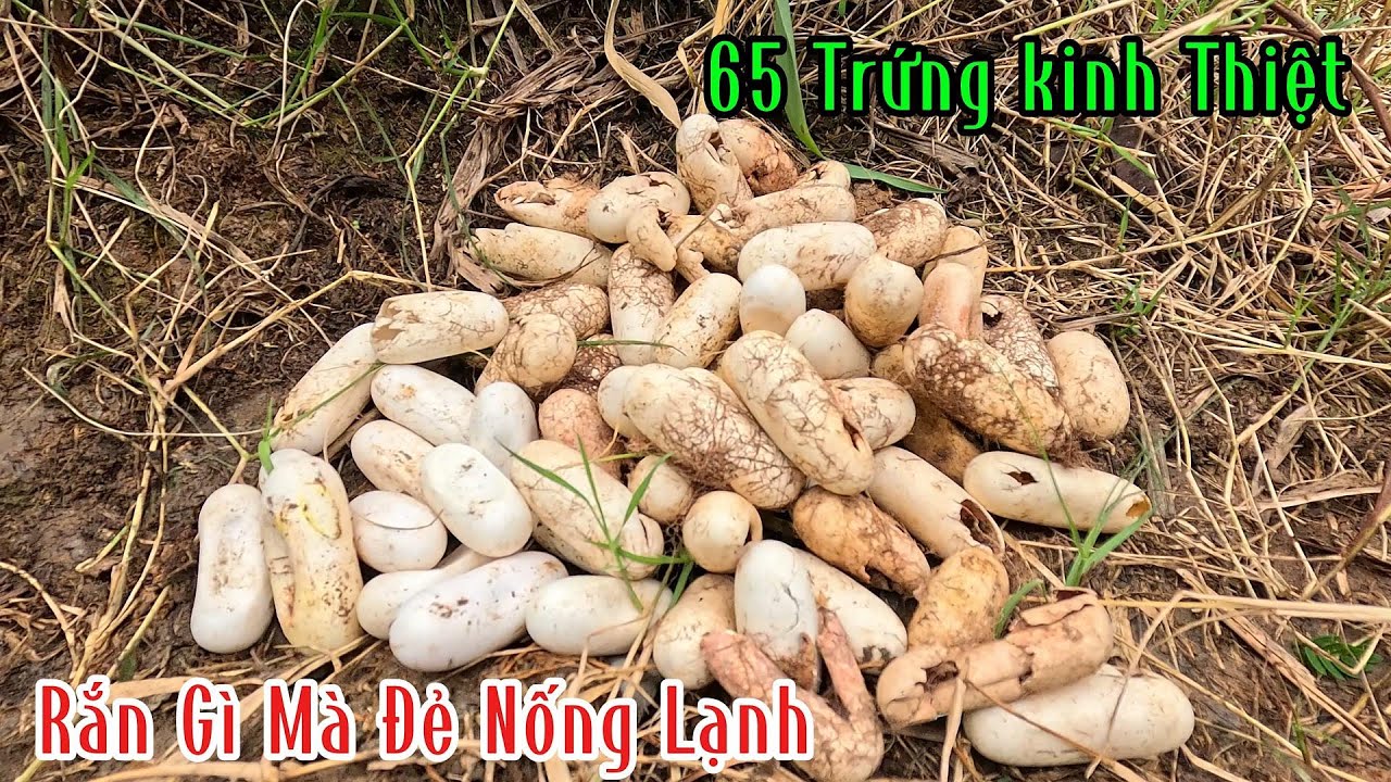 Con Rắn Nó Đẻ 65 Trứng Kinh Thiệt | Mười Thương SB