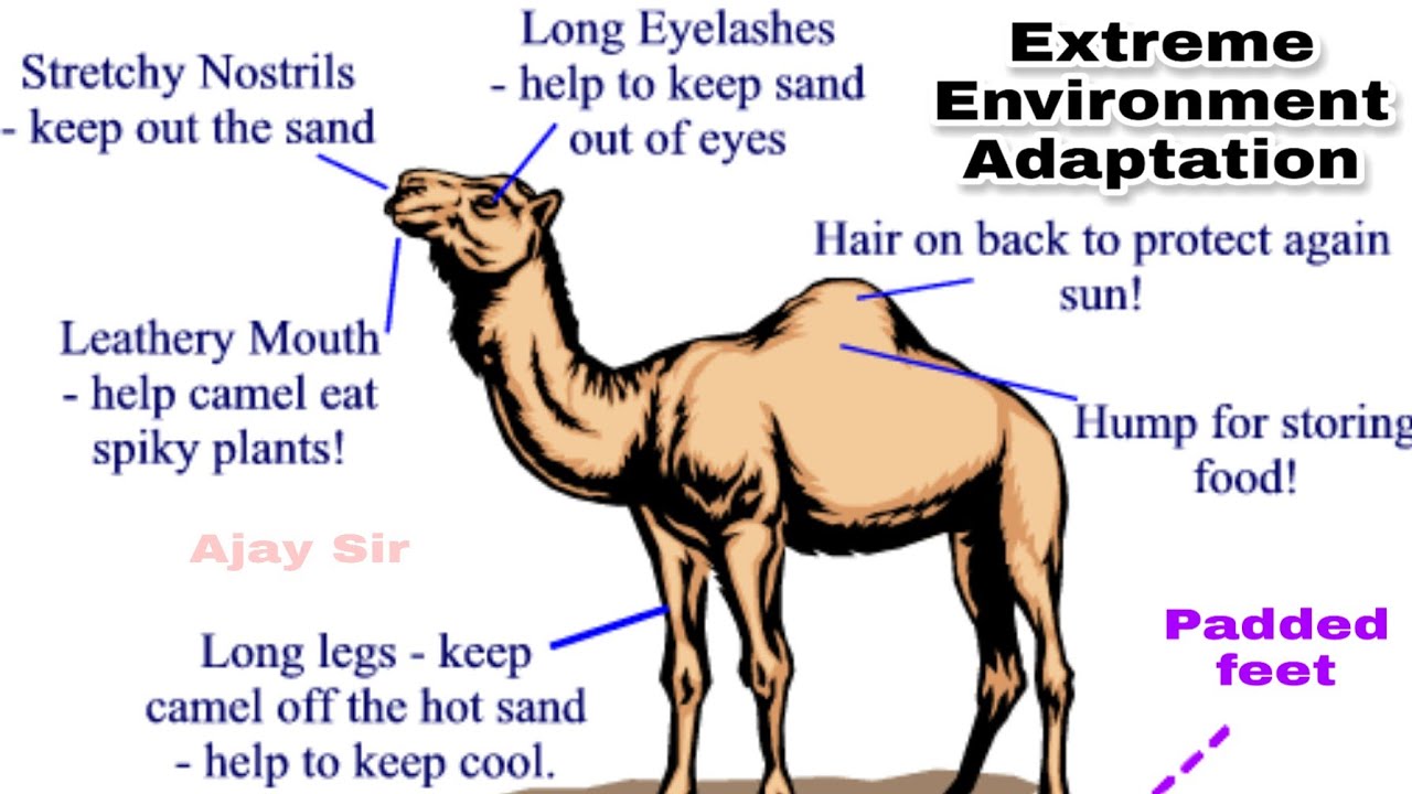 Animals adaptation in extreme environments