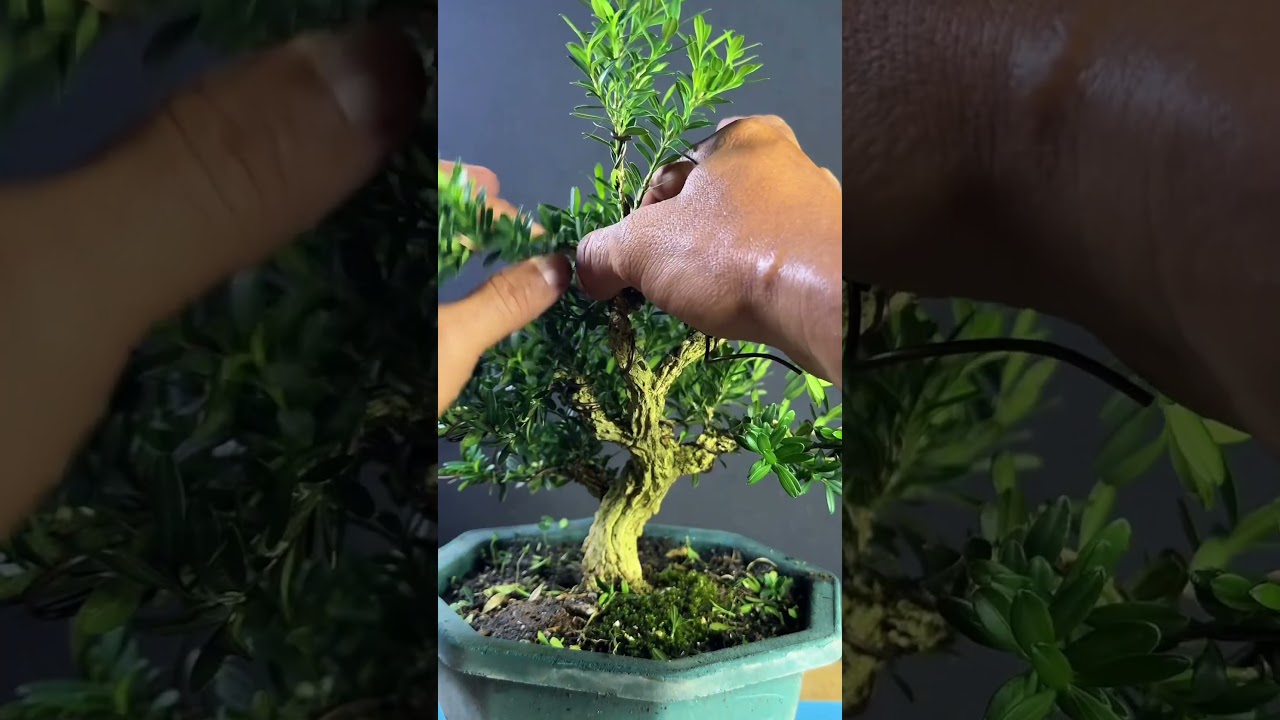 BUXUS HARLANDII BONSAI WORKSHOP