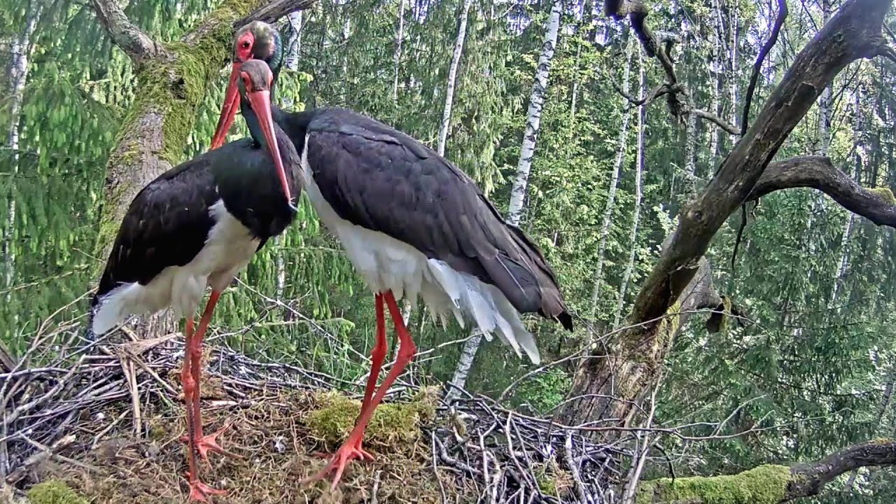 Melnais stārķis~💕 Bonding in the nest 🥰 Ogris & Urga enjoy the Latvian summer~ 8:48 AM 2025/05/27