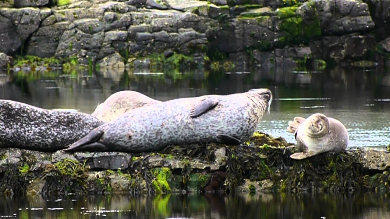 Isle of Arran Wildlife a Panasonic TZ30 (ZS20) and FZ150 showreel