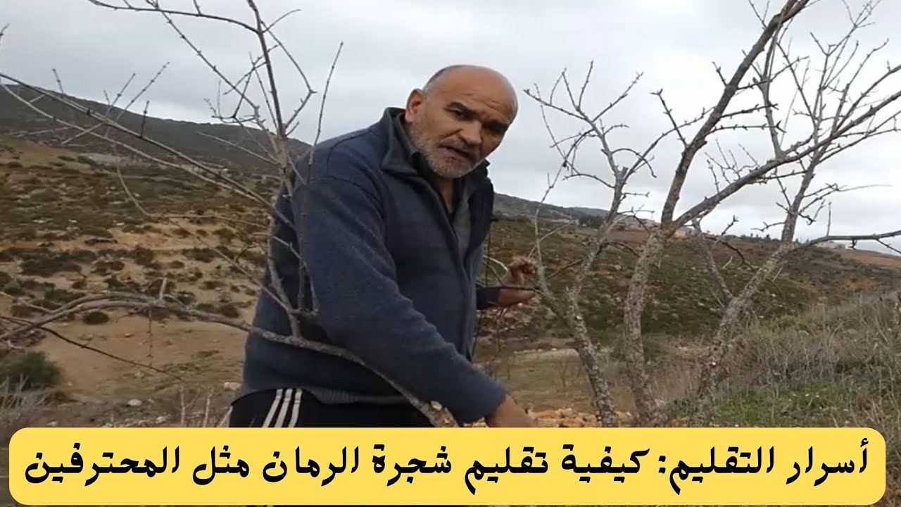 أسرار التقليم: كيفية تقليم شجرة الرمان مثل المحترفين..#قناة_الظهرة_الفلاحية