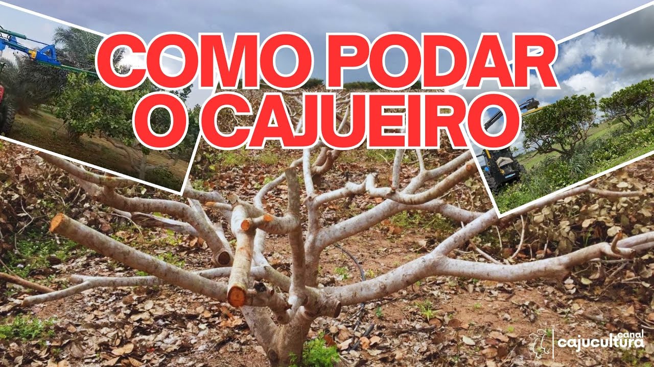 COMO PODAR O CAJUEIRO ANÃO