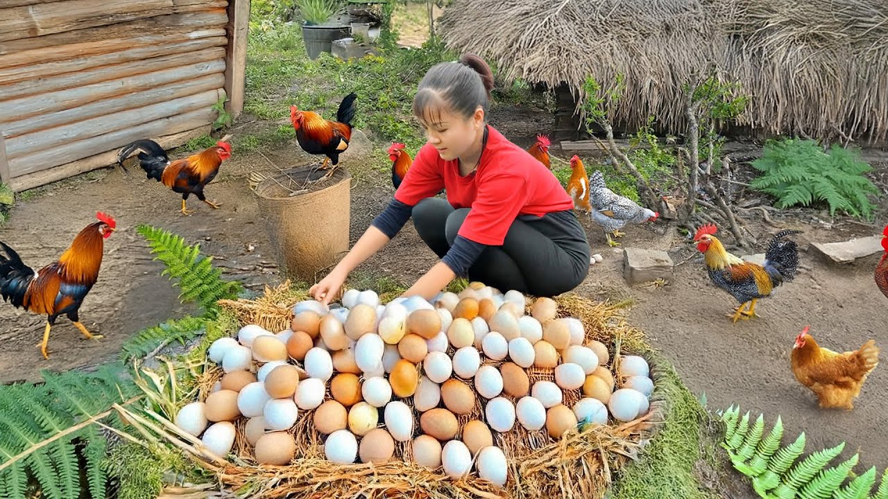 Harvest 1000 chicken eggs and sell at the country market