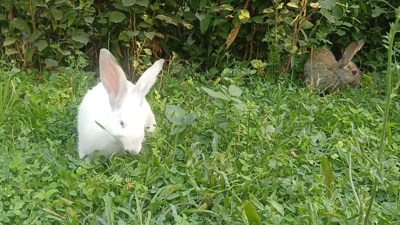 The Cutest Video You’ll See Today! | Happy Rabbit Life 🐰✨