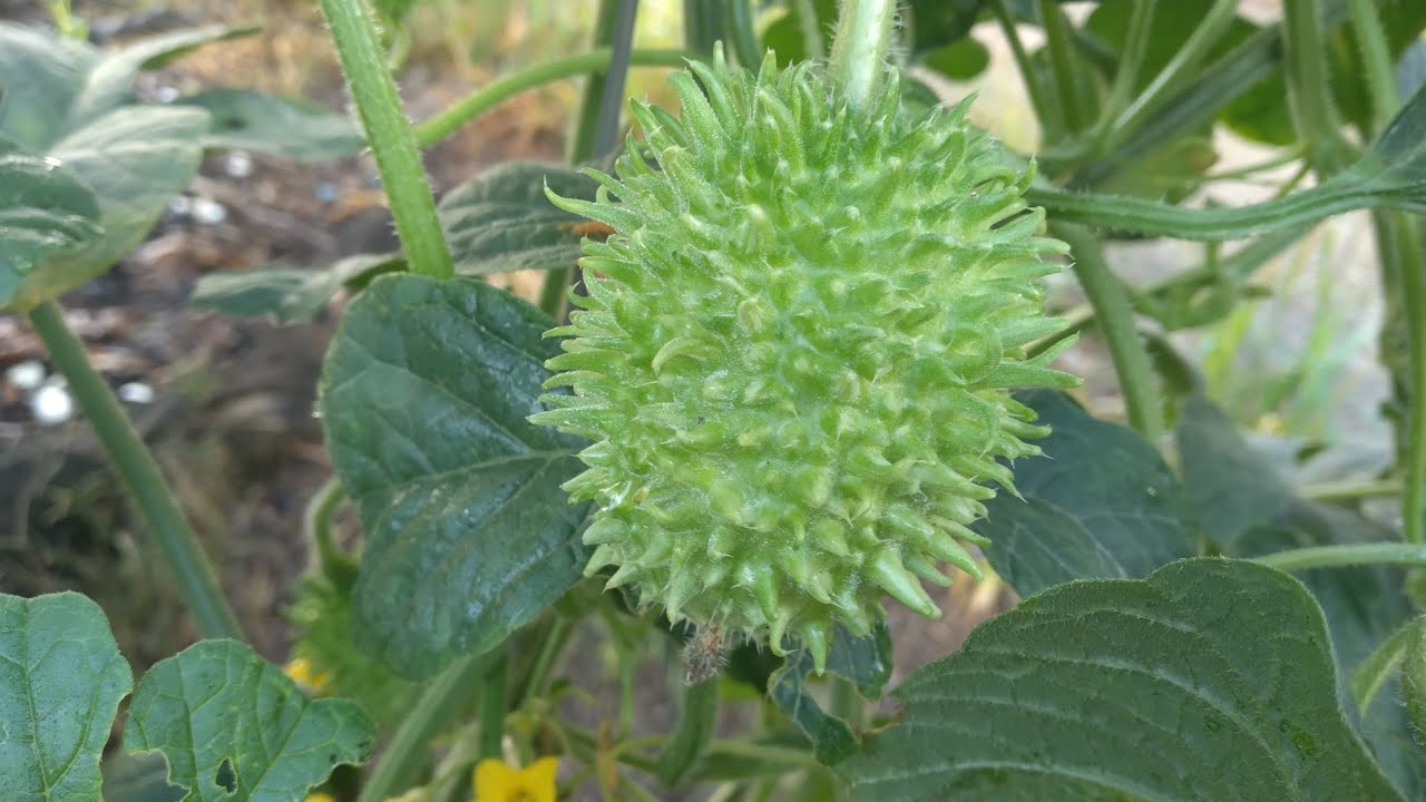 Maxixe vertical, veja como ficaram!! Sabe como funciona a floração dela !? E muito mais .