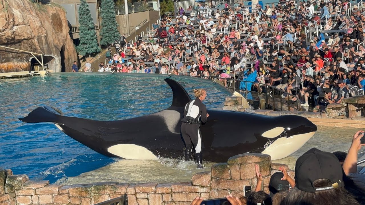 Orca Encounter - SeaWorld San Diego - July 9 2025