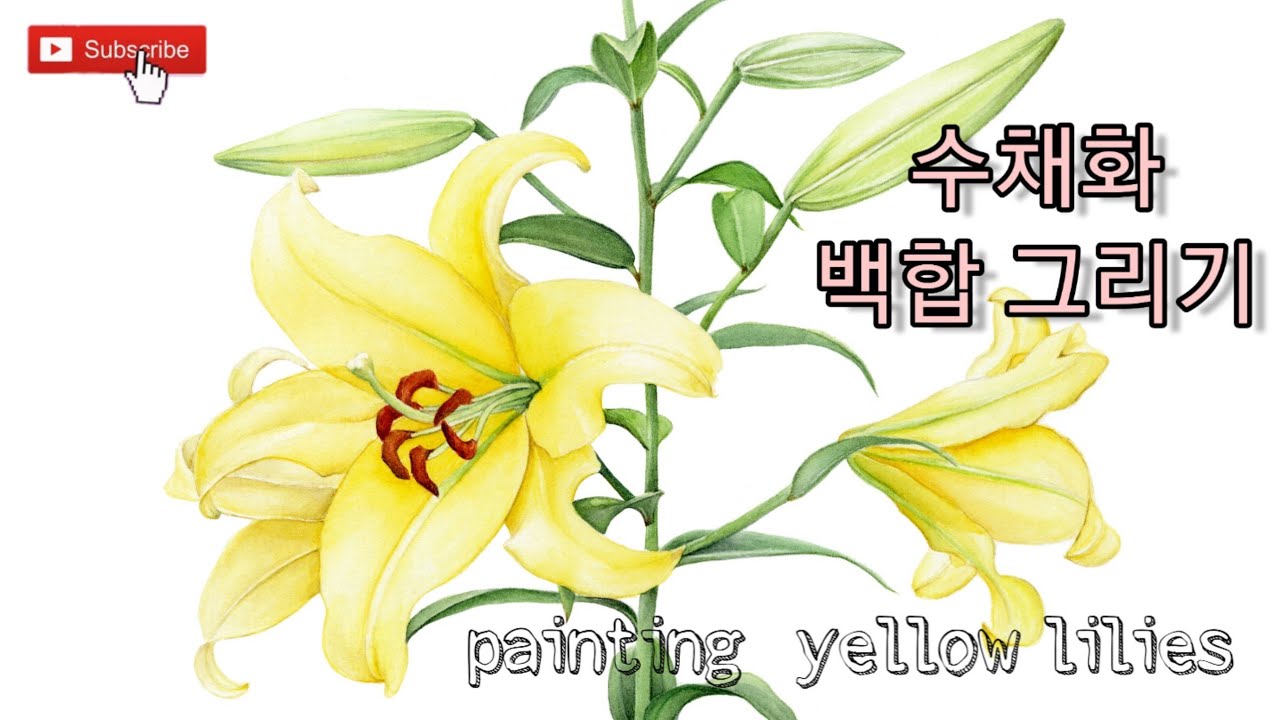 [보태니컬아트]수채화- 백합 그리기 /how to paint yellow lilies
