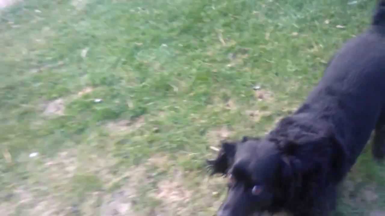 Mollydog yard Run