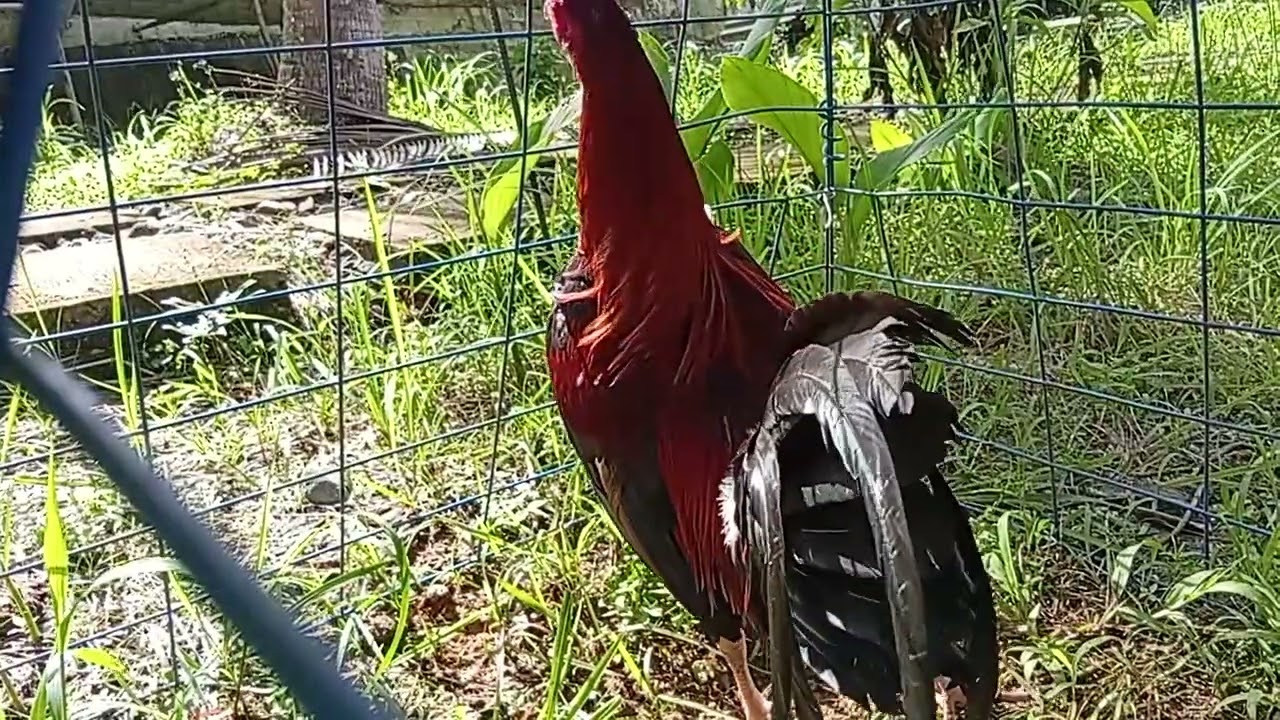 Boston roundhead hatch 2X winner 8 cock derby #games #rooster #viralvideo #viral #video #trending 