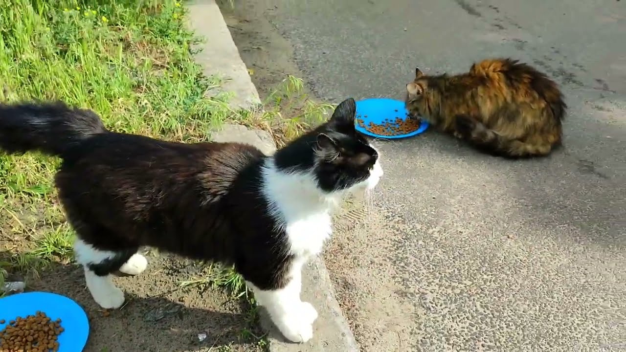 Three Homeless Cats Reacted to Free Food