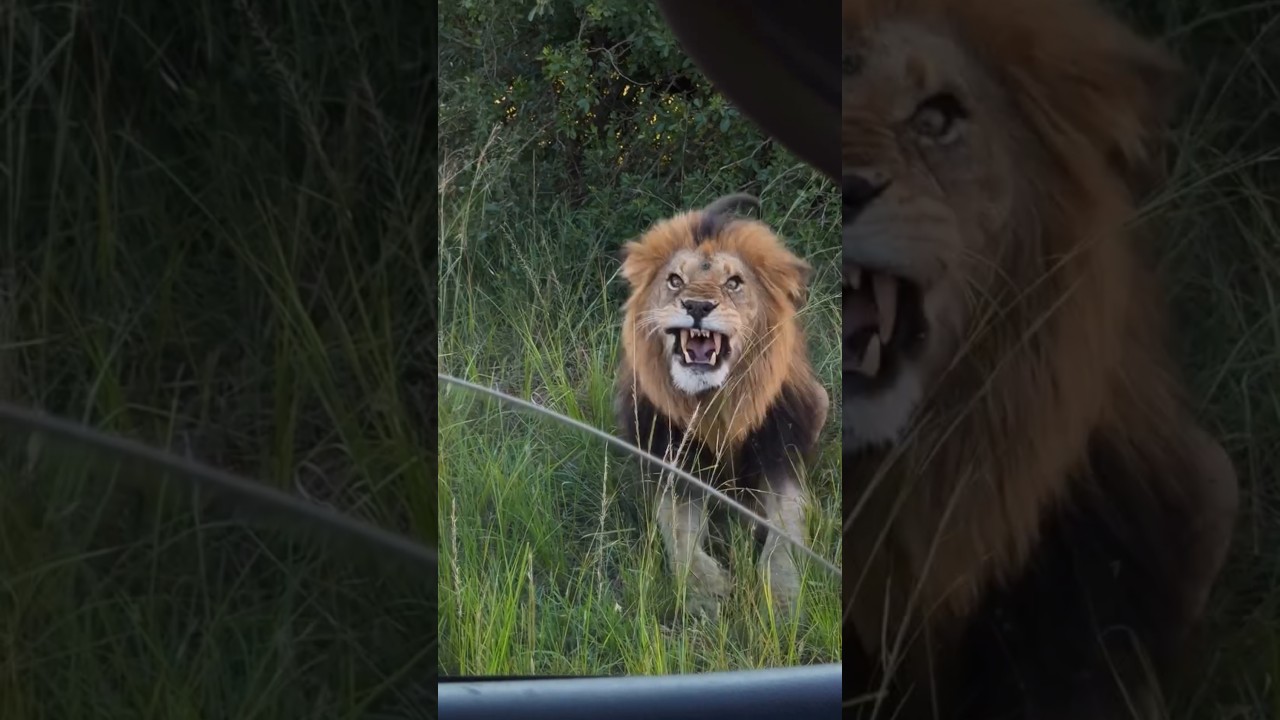 This Lion Was Not Happy With the Visitors today 😱  | Akagera National Park Rwanda