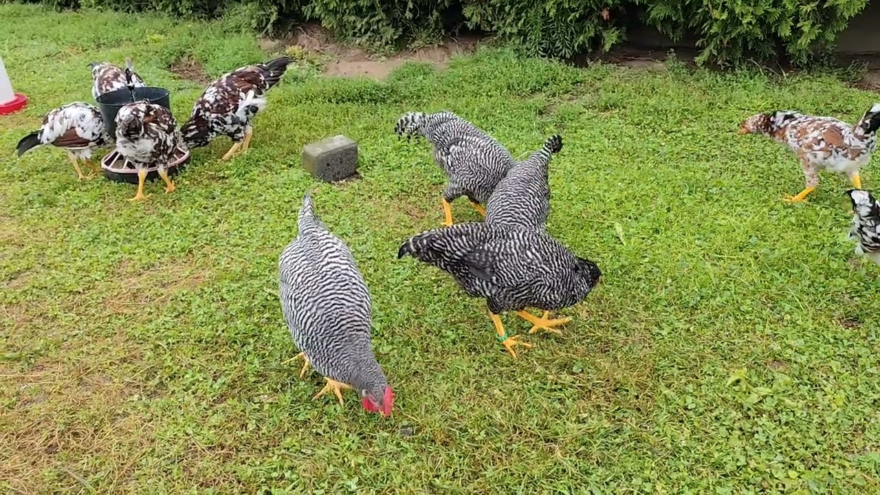 Kury orłowskie i Włoszka pręgowana 🐤🐓✅ Zapraszam na film 👍🤝