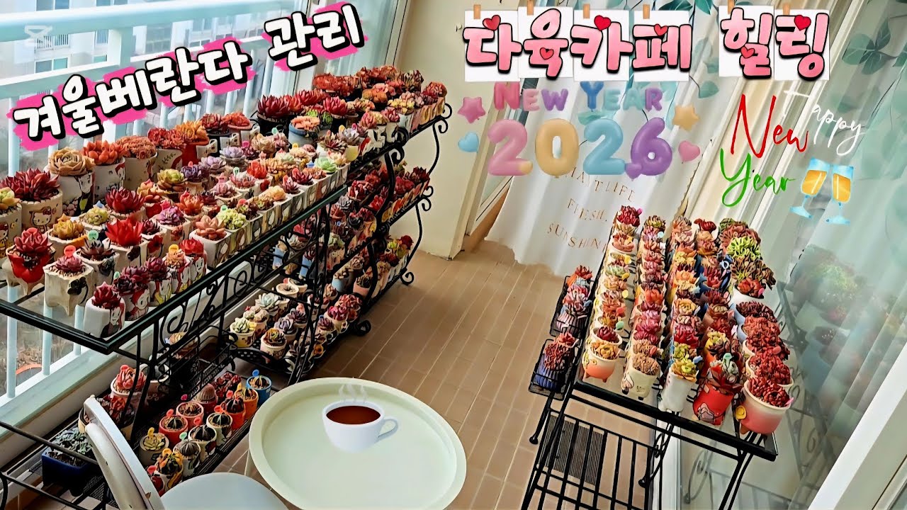 2026.1.1💓겨울베란다관리💙다육카페힐링🤩