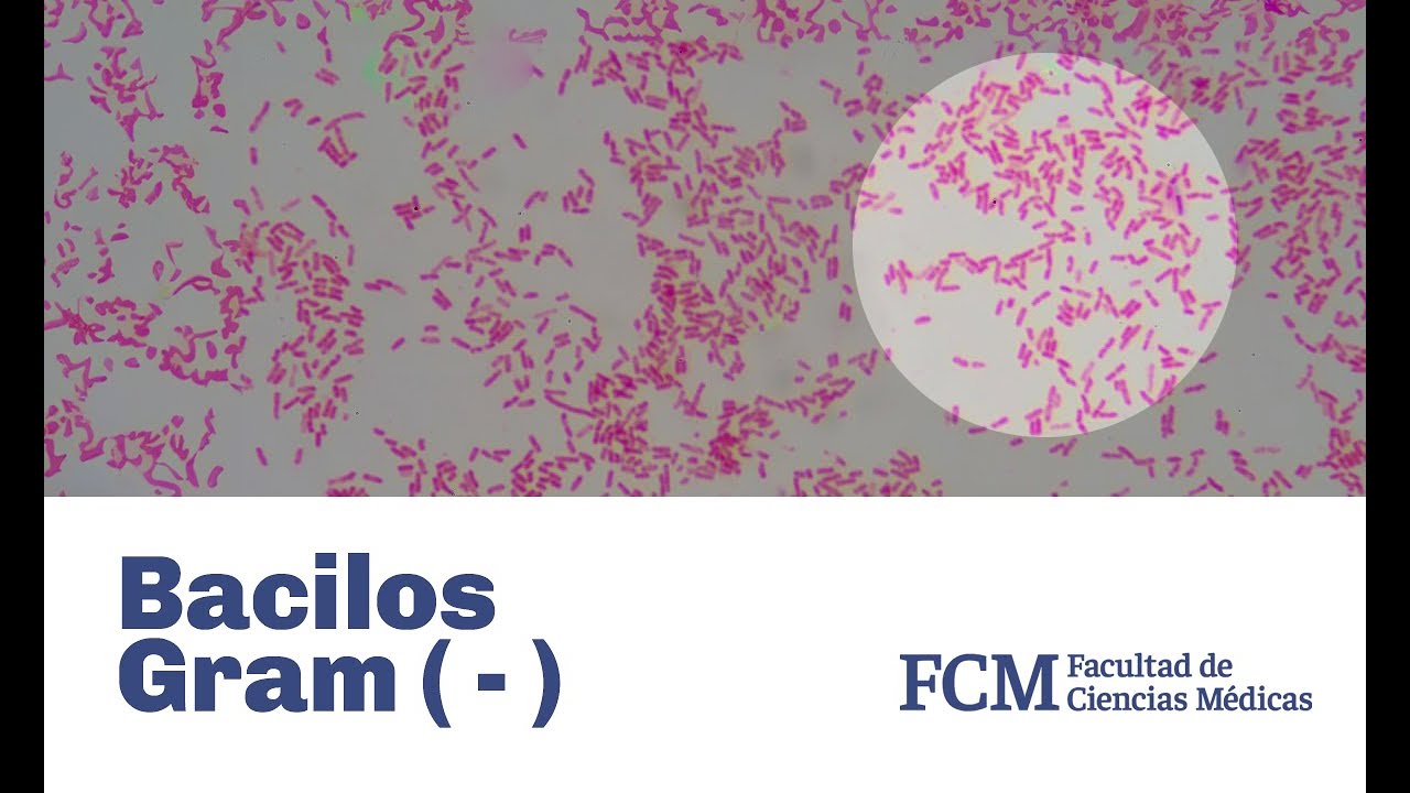 Bacilos Gram ( - )