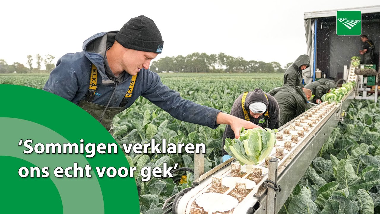 Vijf neven nemen bloemkoolbedrijf over van drie broers