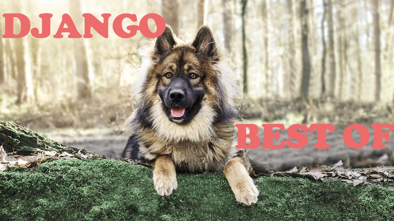 Eurasier Dog - Best of Django