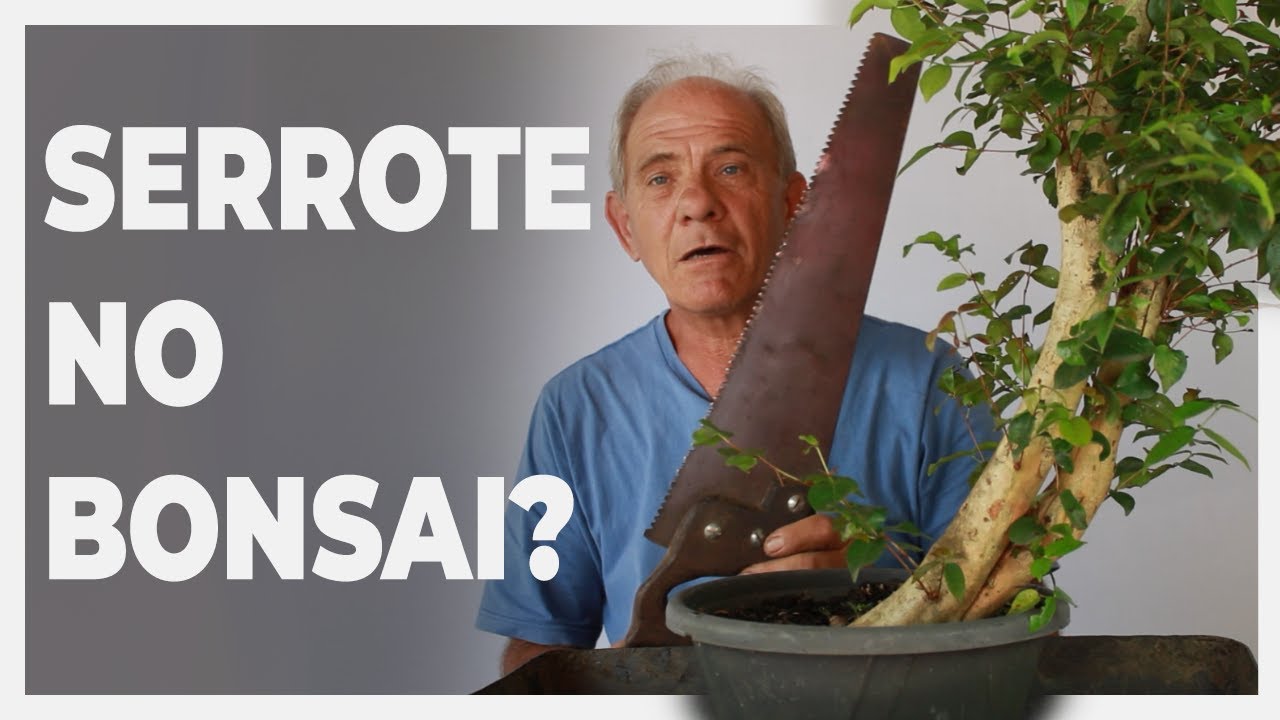 COMO FAZER BONSAI DE PITANGA | Pitanga 2 | Vídeo 1