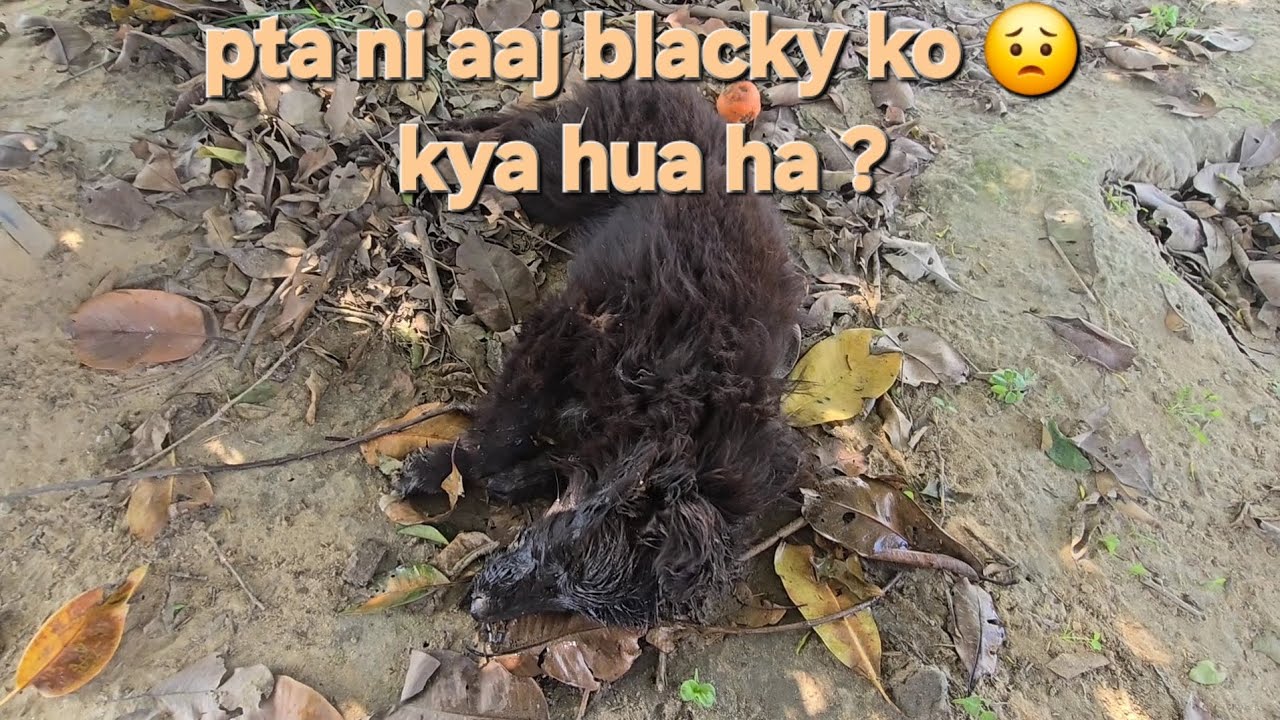 Pta ni kya hogya blacky ko sad 😔 ?