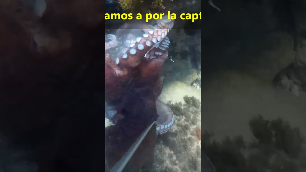 PESCA SUBMARINA CON EL GANCHO PULPO SUPER CAMUFLADO