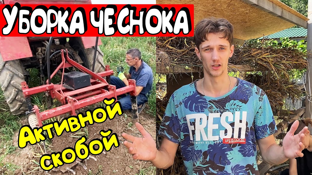 Выкопка ЧЕСНОКА активной СКОБОЙ дождливым летом
