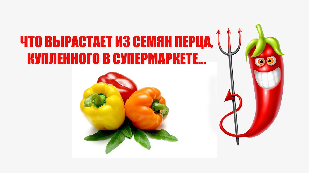 Будет ли плодоносить рассада из семян перца купленного в супермаркете