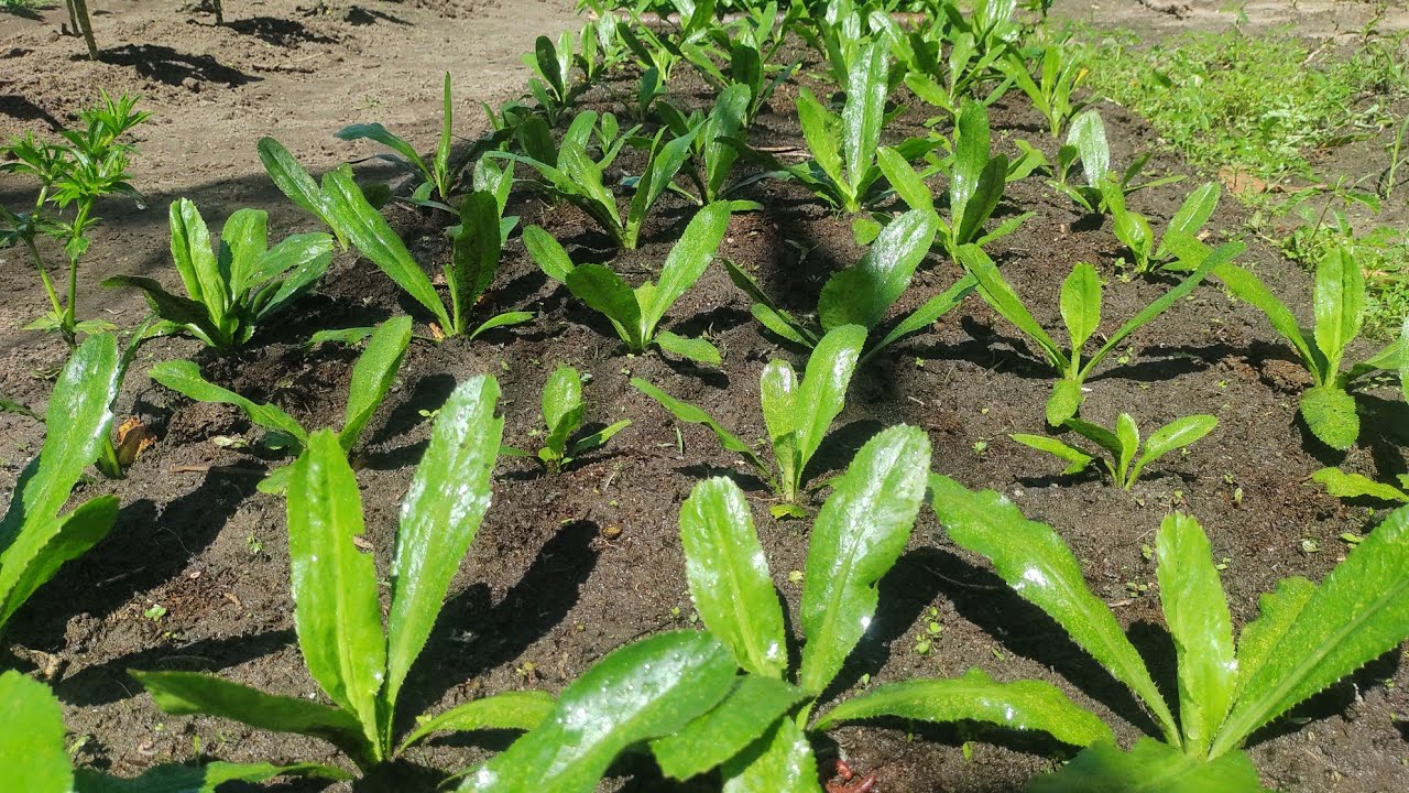 Como plantar Chicória, o coentro bravo da Amazônia.